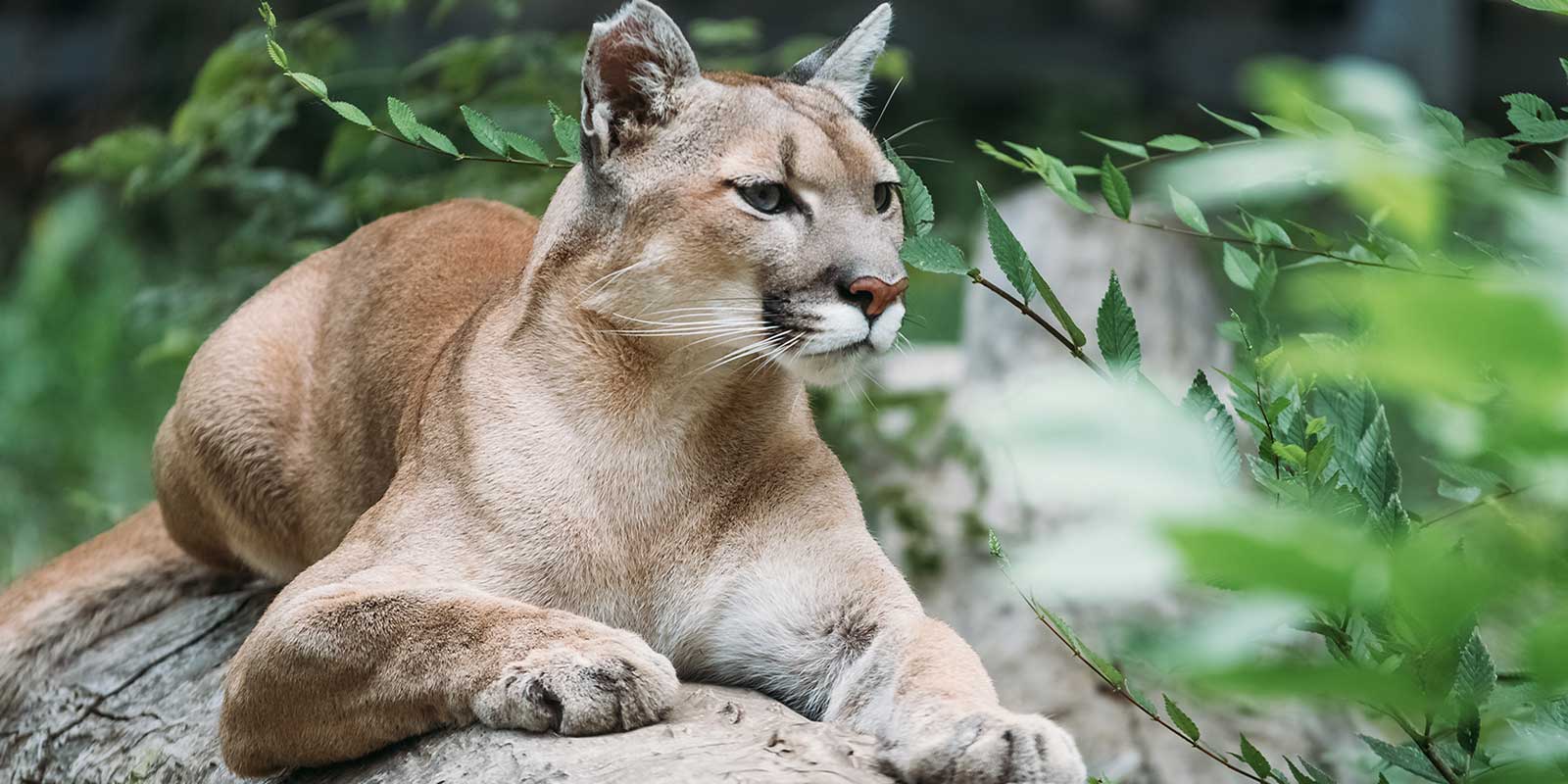 Mountain Lions in your Parks: What you Need to Know